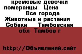 кремовые девочки померанцы › Цена ­ 30 000 - Все города Животные и растения » Собаки   . Тамбовская обл.,Тамбов г.